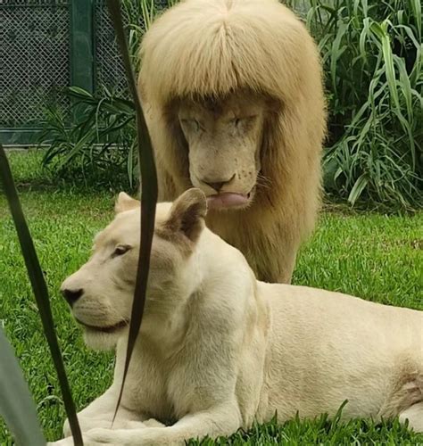 獅子剪頭髮